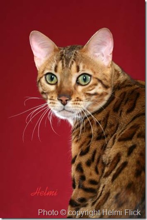 Bengal Chatter :: The Cat's Meow in Bengal Cat Forums